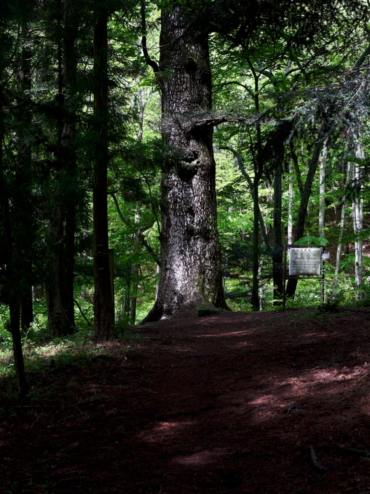 What the artist Masaho Anotani found while walking in the woods.